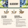 thumbnail image 6 of Blueberry, Top Hat 1 gal, 6 of 9