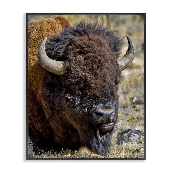 Stupell Industries Farmhouse Bison Resting Photography Black Framed Giclee Art, 11 x 14, by Dennis Frates
