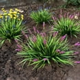 thumbnail image 5 of 10 Bundles Artificial Plants Outdoor Fake Monkey Grass with Flowers for Pot UV Resistant Garden Decor for Window Garden Patio Hanging Planter Pathway Front Porch (Grass with Flowers), 5 of 5