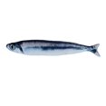 thumbnail image 1 of Electric Moving Fish Pet Toy Realistic Plush Simulation Wagging Fish Pet Kicker Toys Funny Interactive Pets, 1 of 6