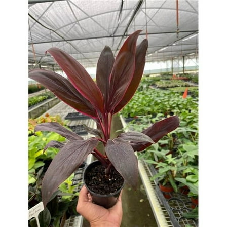 House Plant Dropship 4-CORDYLINE-CALYPSO.QUEEN Cordyline Calypso Queen