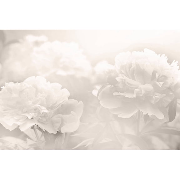 "Peony" Painting Print on Wrapped Canvas