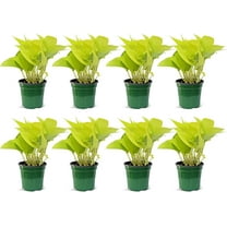 8 Pack Live Neon Pothos, Live Potted Houseplant, Christmas Gift, Thank You Gift, Housewarming Gift for The First Home, Trailing Plant, Air Purifier in 4" Pot