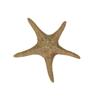 Sugar Starfish, 4 - 6 inch Large Starfish, Sea Star, Starfish Decor,  Aquarium Decor, Fish Tank Decor, Star Fish Shells Decorations, Starfish for  Crafts and Ch…
