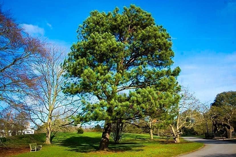 Loblolly Pine Tree Plants  3 Live Seedlings  Pinus Taeda  Fast-Growing Evergreen for Landscaping  Ideal Plants for Large Spaces