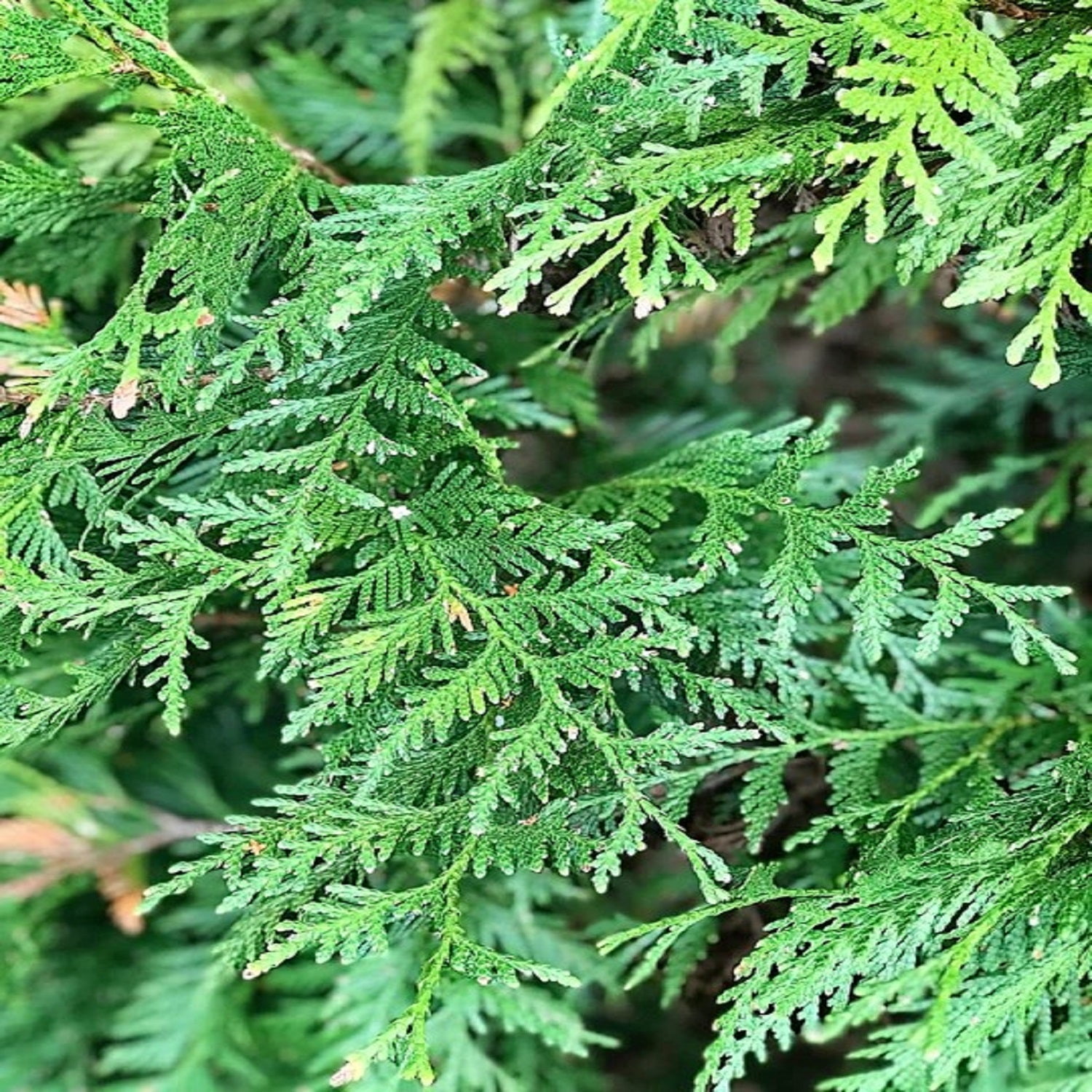 Expert Gardener 1.5- 2 ft tall Green Giant Thuja Live Tree in 3-Gallon Grower Pot
