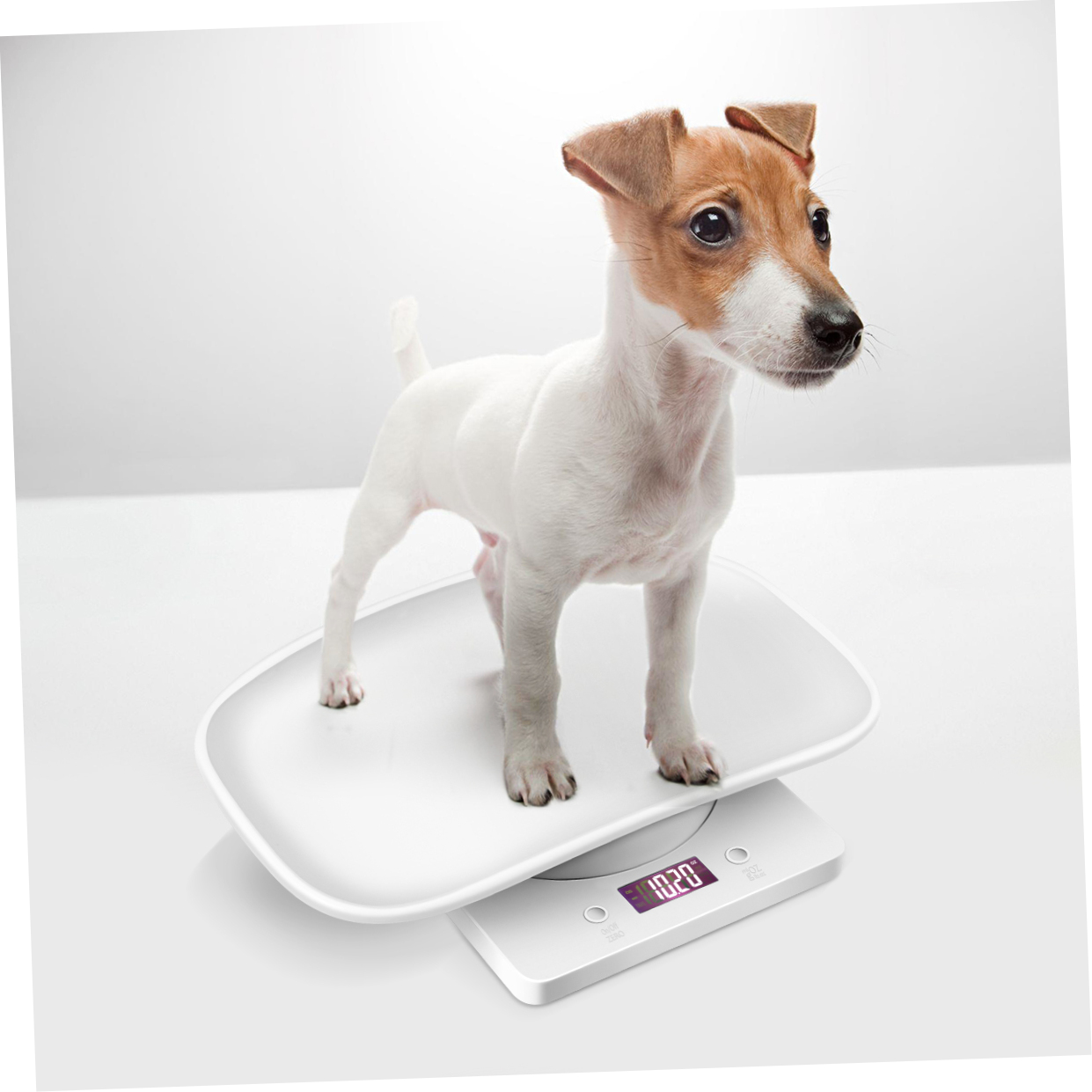 UPKOCH 1Pcs Kitten Scale Portable White Rectangular for Friends of Pet Owners