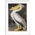 thumbnail image 2 of Art.com American White Pelican Giclee Print by John James Audubon, White Frame Wall Art, 21" x 29", 2 of 5
