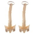 thumbnail image 1 of 2 Piezas de Vertebral Modelo Llave Herramientas de Aprendizaje Llavero, 1 of 6