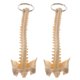 thumbnail image 1 of Llavero de Vertebral Humana Macarena Llavero Modelo Mini Skeleton, 1 of 8