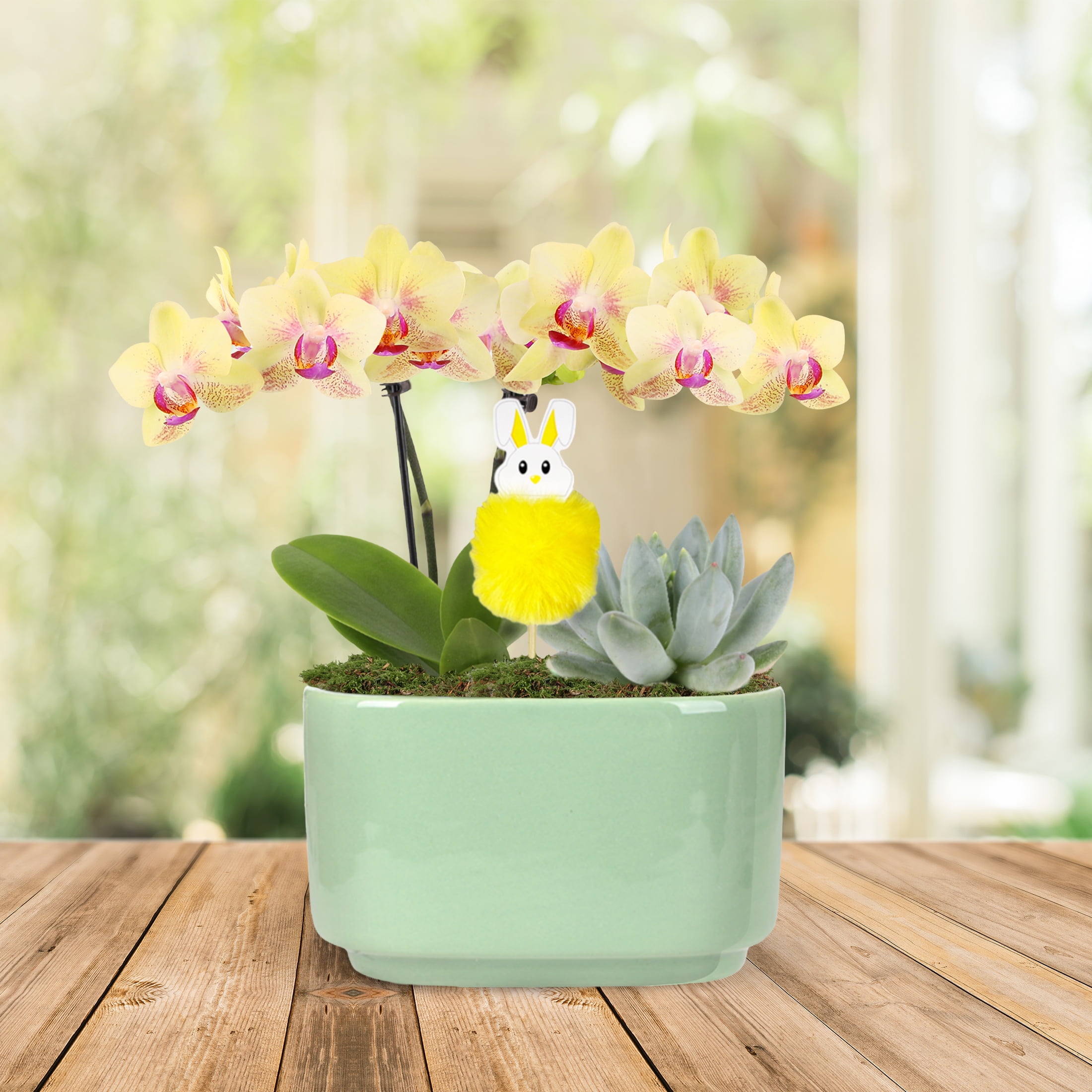 4in Yellow Live Orchid Duo in Sage Green Pot with Bunny Pick