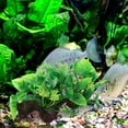 thumbnail image 2 of OULII 2Pcs Green Plastic Artificial Water Plants for Fish Tank Landscape Decoration 15x8cm, 2 of 7