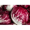 thumbnail image 4 of 100 Seeds ROSSA Di VERONA RADICCHIO Endive Italian Cichorium Intybus Vegetable, 4 of 11