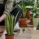 thumbnail image 3 of 50 macetas transparentes para orquídeas, plantas de vivero, macetas pequeñas transparentes para plantas de cuidado., 3 of 5