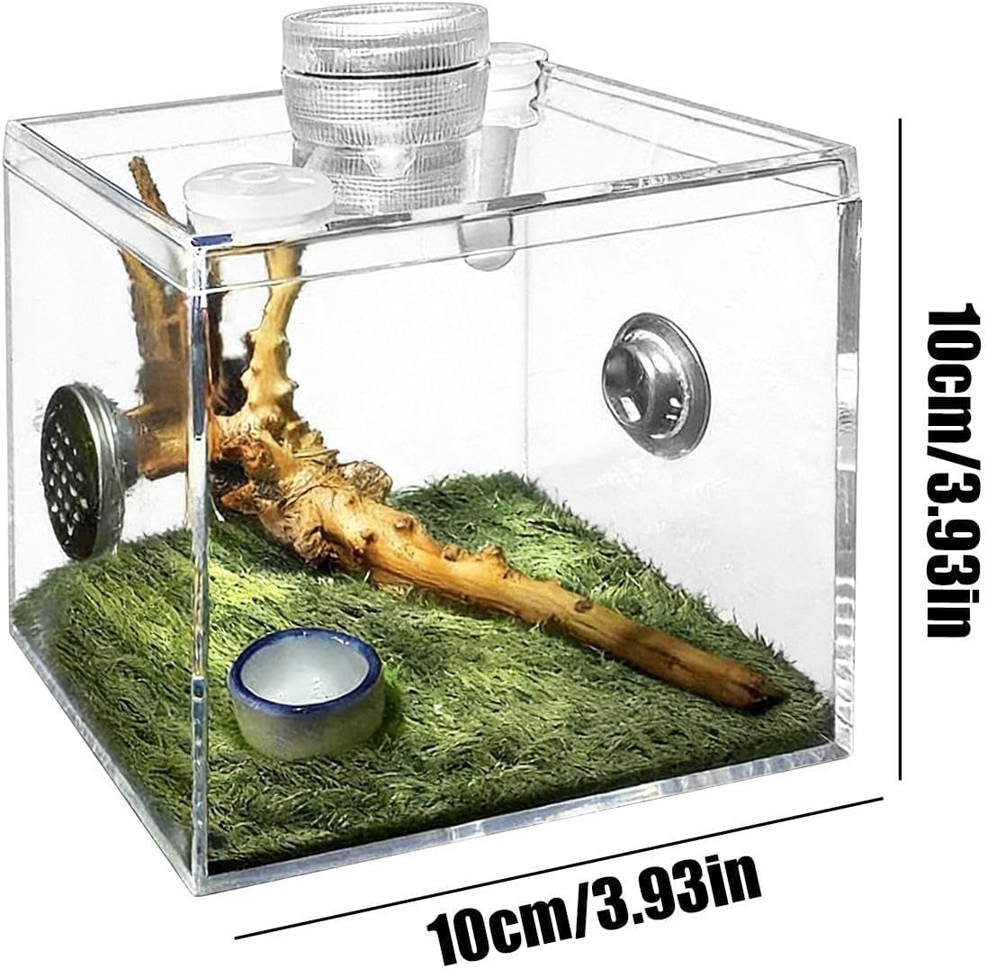 Acrylic Terrarium for Small Reptiles, Jumping Spider, Snail, Mantis