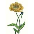 thumbnail image 2 of Wang, Melissa 23x32 Black Ornate Wood Framed with Double Matting Museum Art Print Titled - Poppy Flower I, 2 of 4