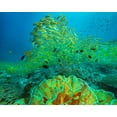 thumbnail image 2 of Fitzharris, Tim 18x15 Gold Ornate Wood Framed with Double Matting Museum Art Print Titled - Yellow snapper school above coral-Miniloc Island-Palawan-Philippines, 2 of 4