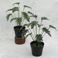 thumbnail image 2 of LShunze Fake Plants 11'' Realistic Monstera Plant Artificial Potted Indoor Plant Houseplant in Black Pot for Home Decor Wedding Centerpiece Dining Table Farmhouse, Green Leaves, 2 of 8