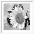 thumbnail image 2 of Art.com Sunny Sunflower II Photo by Nicole Katano, White Frame Wall Art, 38" x 38", 2 of 5