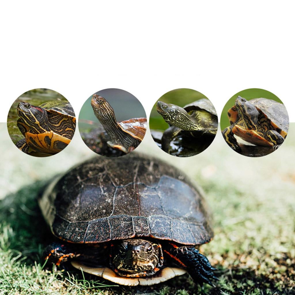 Giaone Pet Small Platform for Turtle Basking Stand for Play Climbing Toys for Re