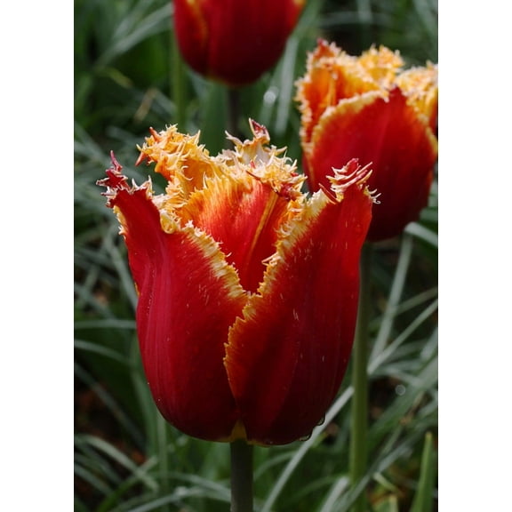 Fabio Fringed Tulip - Fiery Red and Yellow Blooms - 12/  cm Bulbs - 5 Bulbs