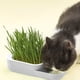 thumbnail image 5 of Kit de césped hidropónico sin tierra para gatos con bandeja de pasto de trigo para cultivo en interior. Favorece una digestión saludable y un consumo seguro de snacks para gatos. Set de, 5 of 6
