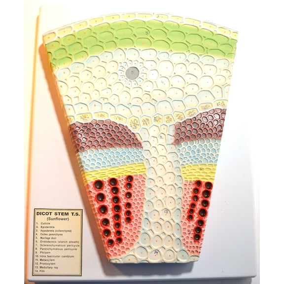 Premium Eisco Labs Dicot Stem Model on Base; Transverse Section; Greatly Magnified