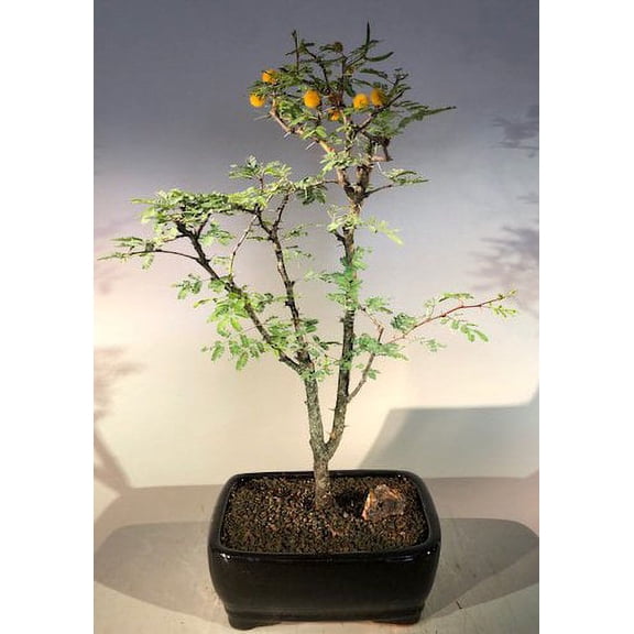O'force Portable Flowering Dwarf Sweet Acacia Bonsai Tree 11 years old, 14" tall Great for indoors