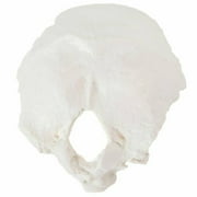 Axis Scientific Occipital Bone human skull anatomy model, medical vision scientific flexible Cervical, real models tools, skeleton head, skulls replica life size.