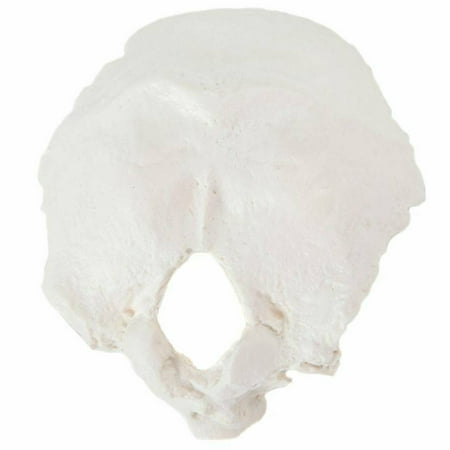 Axis Scientific Occipital Bone human skull anatomy model, medical vision scientific flexible Cervical, real models tools, skeleton head, skulls replica life size.