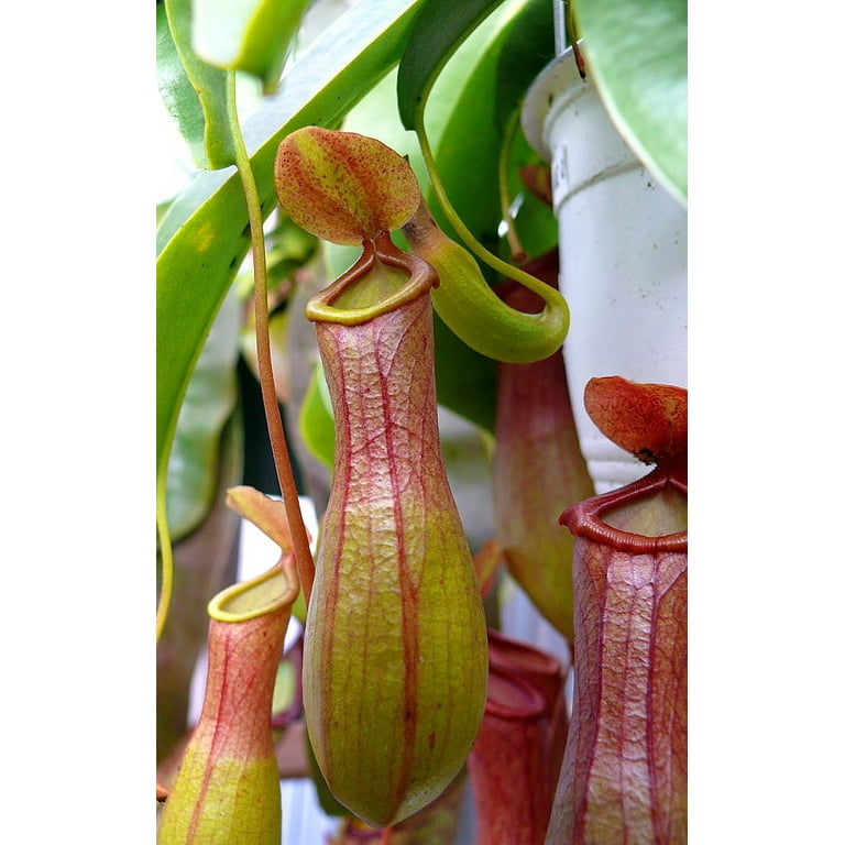 Asian Pitcher Plant - Nepenthes alata - Carnivorous - 4.5" Black Hanging  Basket - Walmart.com