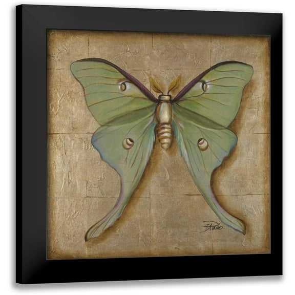 Pinto, Patricia 12x12 Black Modern Framed Museum Art Print Titled - Luna Moth