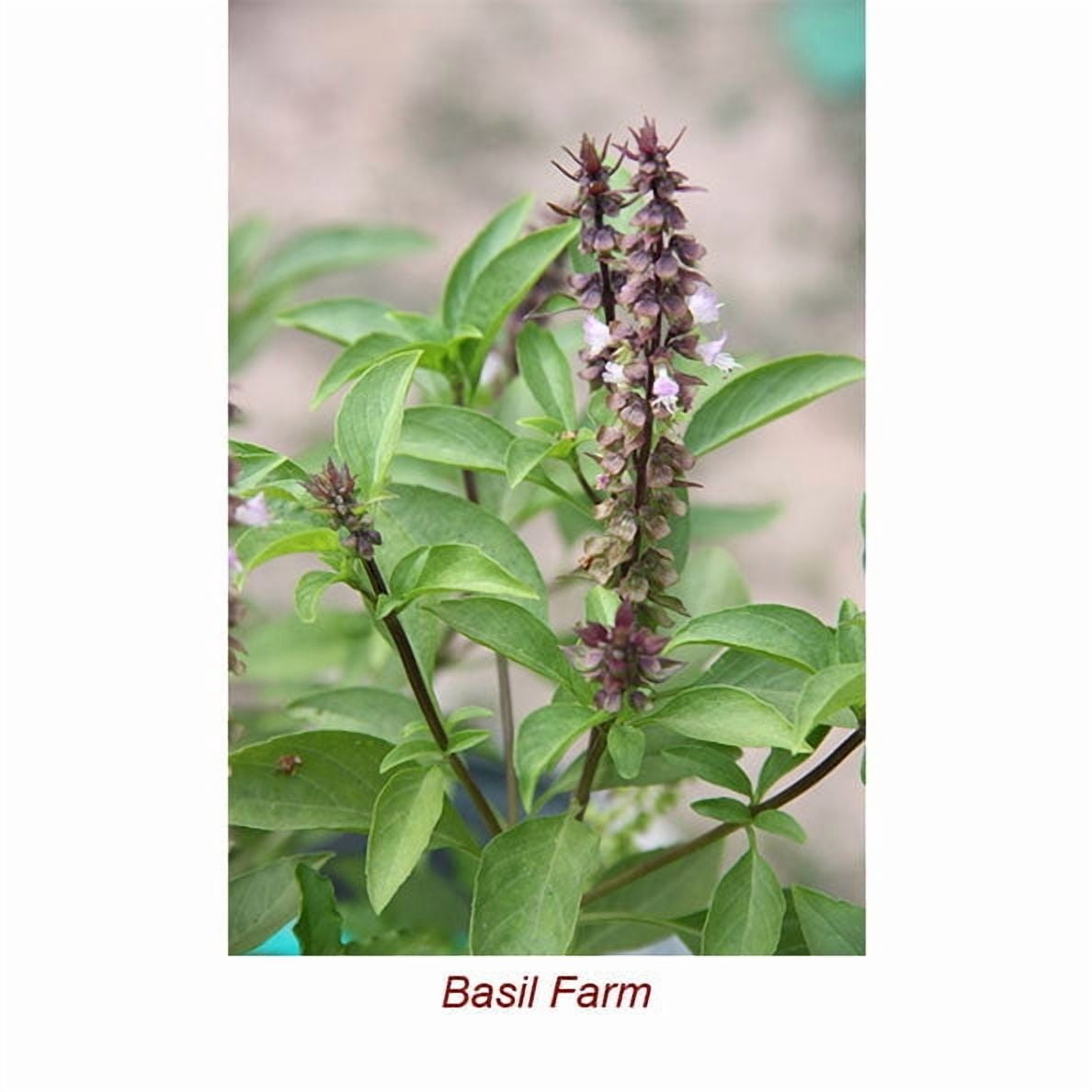 Basil Sweet Essential Oil 1 fl oz (30 ml) - 100% Pure and Natural by Silky Scents