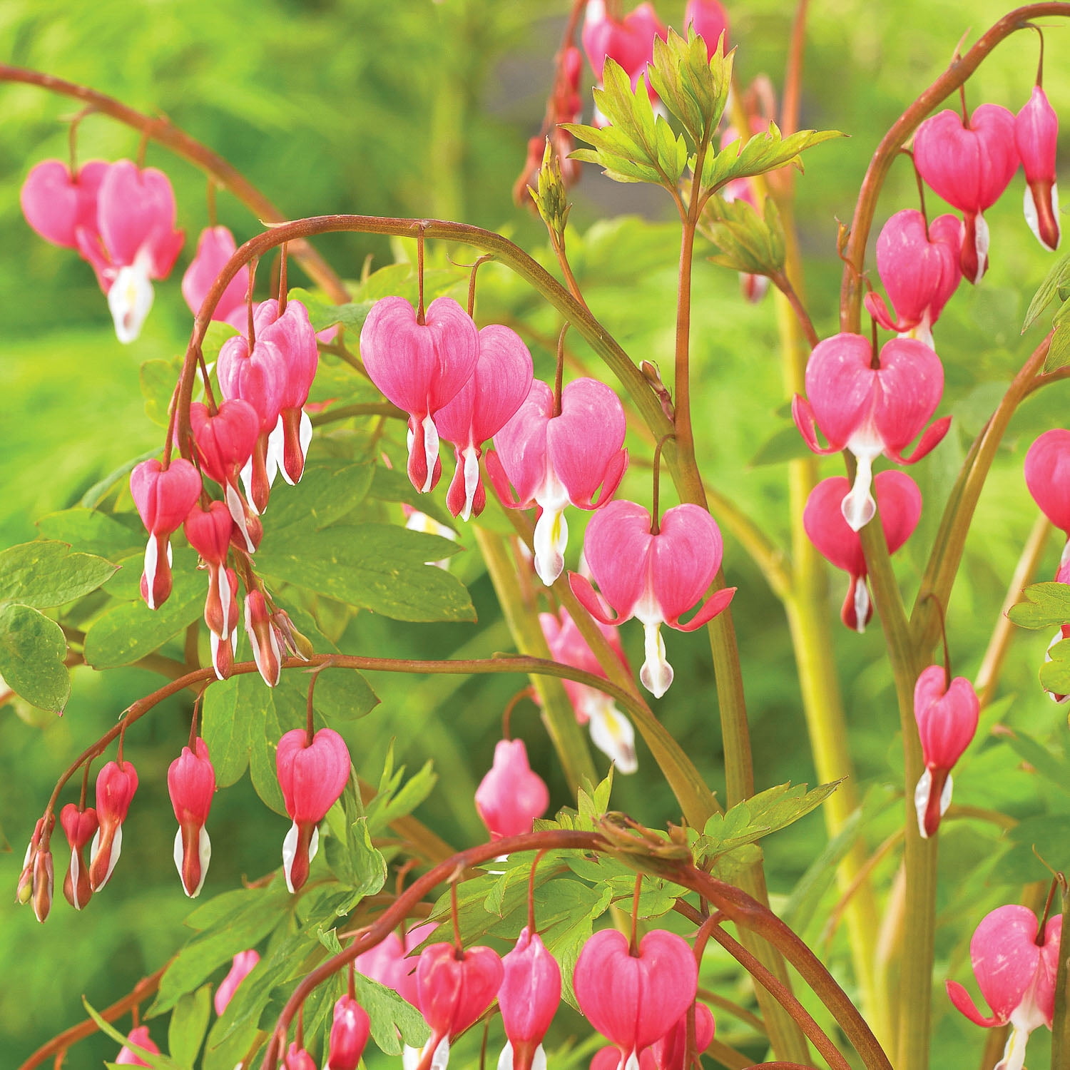 Expert Gardener Bleeding Heart Pink Dormant Bare Roots, Set of 2, Partial Sun, Perennial
