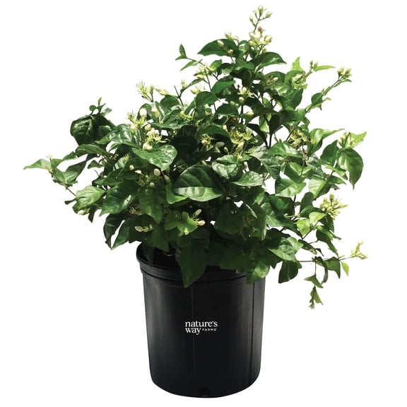 Nature's Way Farms Jasmine Sambac Live Flowering Plant (25-30 in. Tall) in Grower Pot May Ship Without Flowers