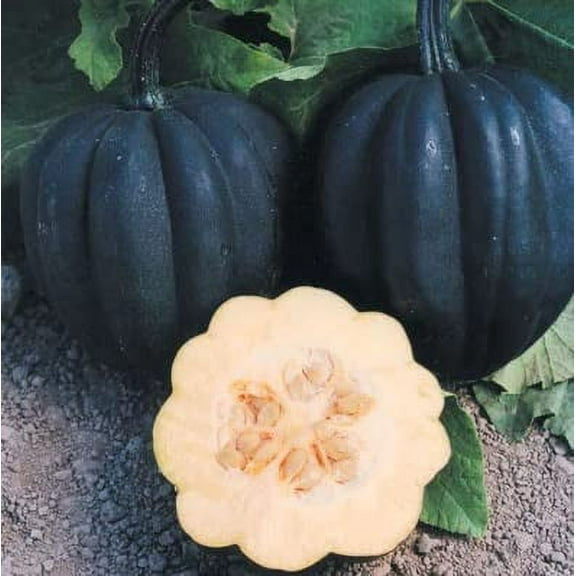 Autumn Delight Winter Squash Seeds for Planting (10 Seeds) - Grow Black Acorn Squash