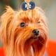 thumbnail image 5 of Banda de cuerda para el pelo para mascotas ANGGREK 12 Uds lazo elástico para perros y gatos, 5 of 8