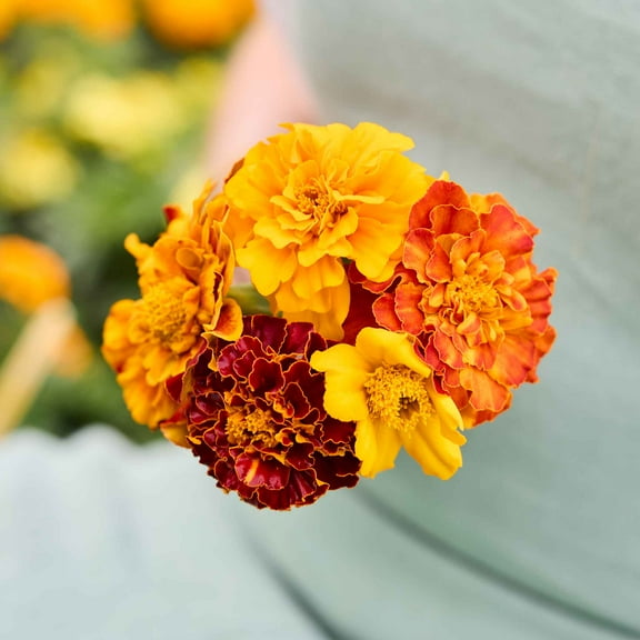 Eden Brothers French Marigold Seeds - Bonita Mix