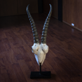 thumbnail image 6 of Polystone Springbok Skull with Antler Horns on Metal Stand Home Decorative Accent Faux Taxidermy Animal Trophy 29.5 in, 6 of 7