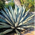 thumbnail image 5 of Americana Silver Agave, 5 of 6