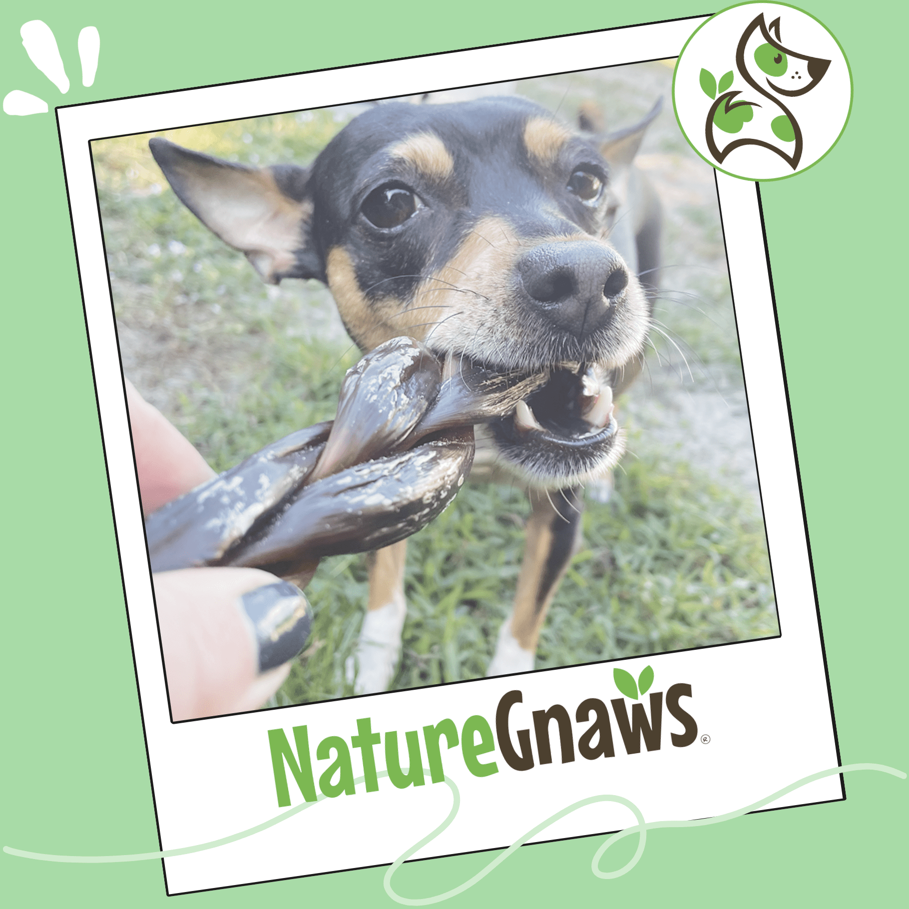 Nature Gnaws Braided Beef Chews, Natural Dog Chew Treats (3 count)
