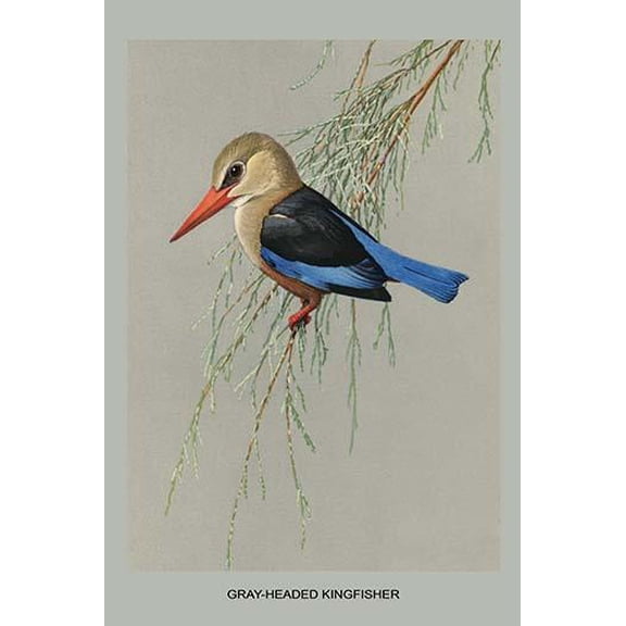 Gray Headed Kingfsher-Fine Art Canvas Print (20" x 30")