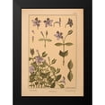 thumbnail image 2 of Vintage Apple Collection 18x24 Black Modern Framed Museum Art Print Titled - Plate 61 - Periwinkle, 2 of 5