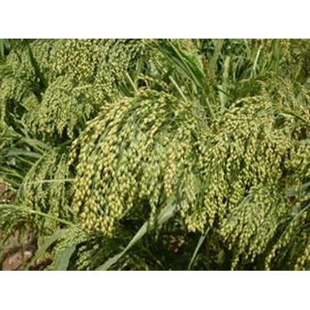 Dove Proso Millet Seed - 20 Lbs. (Best Seed For Dove Fields)