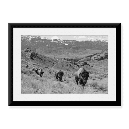 Framed Art Print, Bison at Gardiner Basin, Yellowstone National Park by The Yellowstone Collection, 17-7/8" x 21-7/8"
