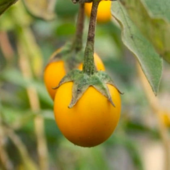 TomorrowSeeds - Golden Eggs Eggplant Seeds - 200 Count - For 2026 Planting Yellow Ornamental Small