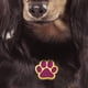 thumbnail image 3 of Etiquetas de perro en , etiquetas de gato Colgante Glitter Paw Craft Anti-Lost Aleación de zinc Suministros para mascotas , Yinane Etiquetas en blanco, 3 of 8