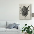 thumbnail image 3 of Trademark Fine Art 'Blossfeldt Botanical VI' Canvas Art by Karl Blossfeldt, 3 of 4