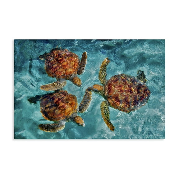 Stupell Industries Swimming Tortoise Trio Animals & Insects Painting Gallery Wrapped Canvas Art Print Wall Art, 24 x 16