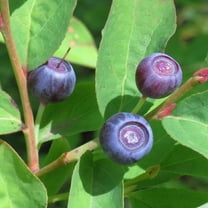 CZ Grain 30 Big Huckleberry Vaccinium Membranaceum Plant Seeds